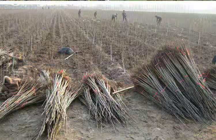 黑核桃树喷药防治示意图