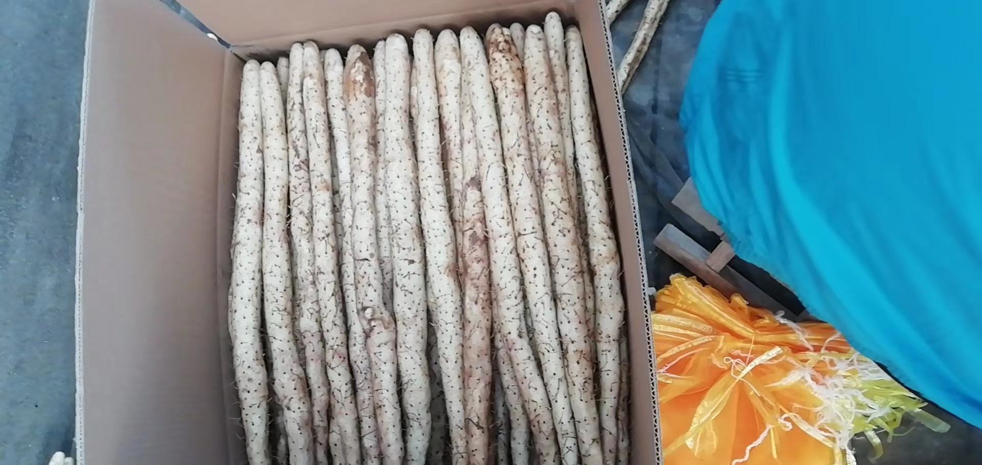一个白色塑料收纳盒放置在厨房台面上,内部整齐排列着几副蓝色橡胶手套、不锈钢削皮刀、海绵刷和一瓶洗洁精,背景虚化的橱柜门上贴有‘健康料理’字样标签,体现科学准备厨具以应对山药处理问题的生活智慧 厨房收纳盒中整齐摆放着橡胶手套、削皮器和清洁用品