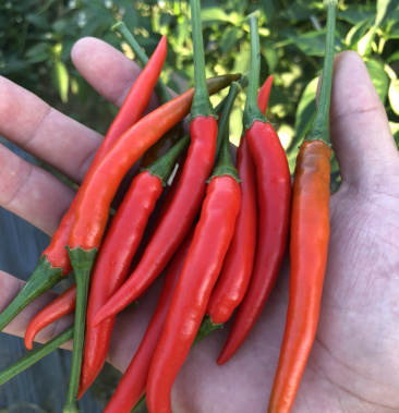 [朝天椒批发]基地直发5斤起售新鲜小米辣朝天椒价格9.