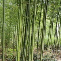 雷竹一手货源，批发处理，支持视频和现场看货