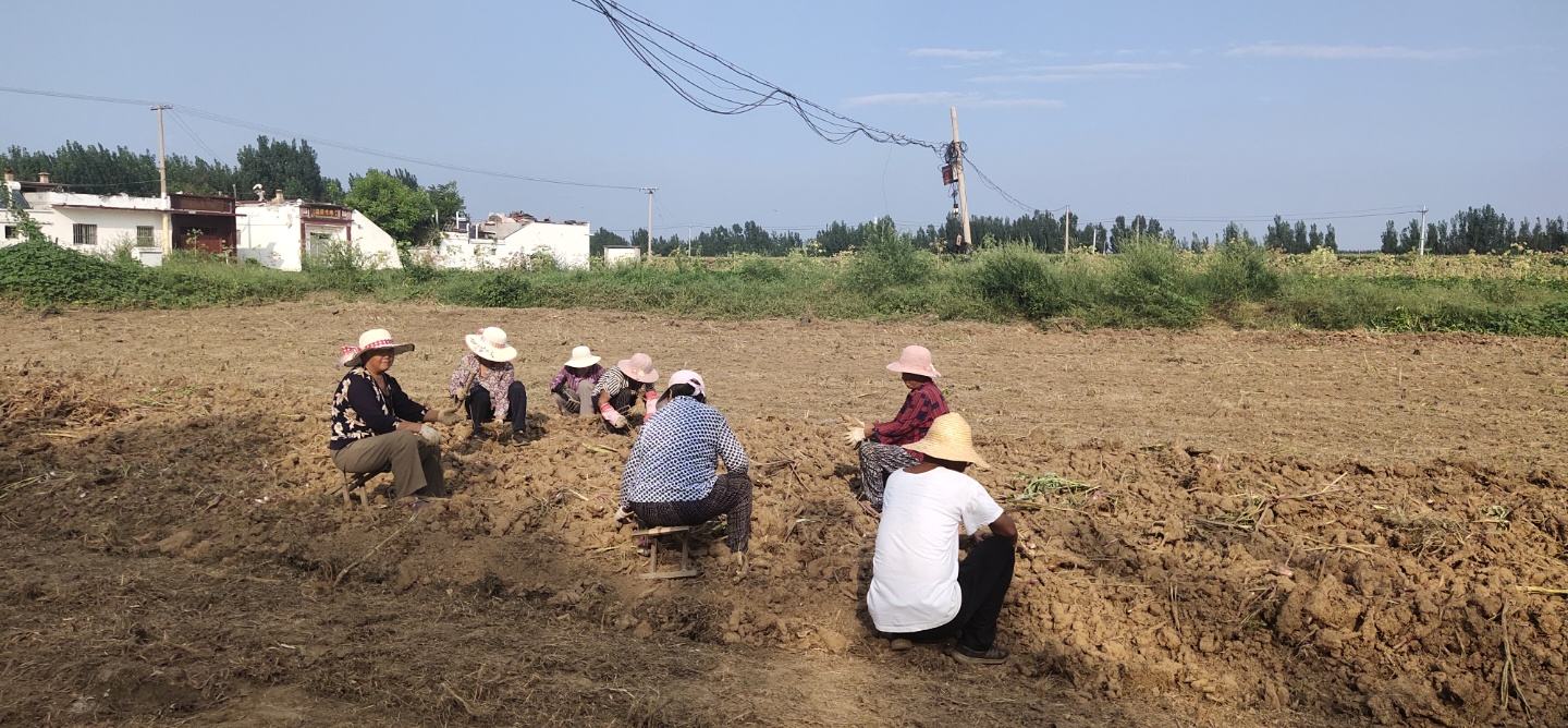 文登花旗参种植基地