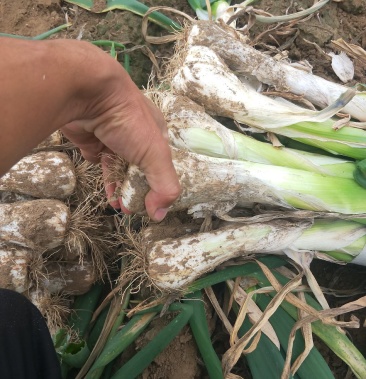[鸡腿大葱批发]鸡腿大葱,大头葱,货源充足价格1.55元/斤 - 一亩田