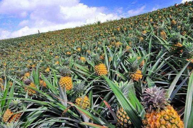 金菠萝种植园鸟瞰图
