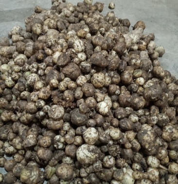 云南野生圆白芨自然生长含量高是咱老百姓的健康药材