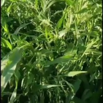 半成品自家种植薏仁米出售