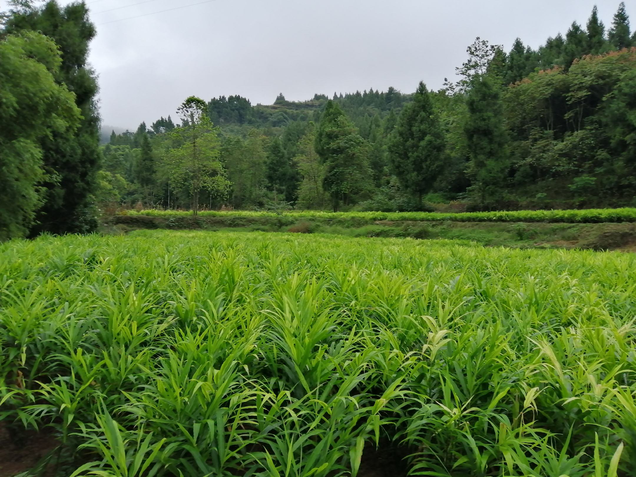 一片生长在山坡林缘的木姜子树群落,树木呈灌木至小乔木状,叶片椭圆形具光泽,部分植株挂有球形绿色小果实,背景为云雾缭绕的亚热带山地森林环境,地面覆盖腐殖质落叶层 木姜子树自然生长环境实景图