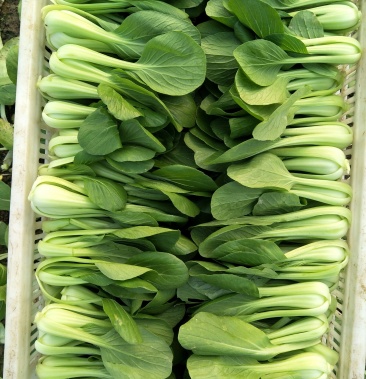 常年出售精品青菜,毛白菜!支持冷库预冷运输.