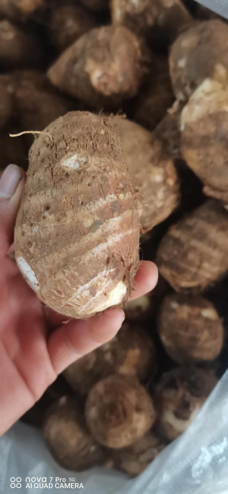 毛芋头,香芋,乌芋大中小精品货