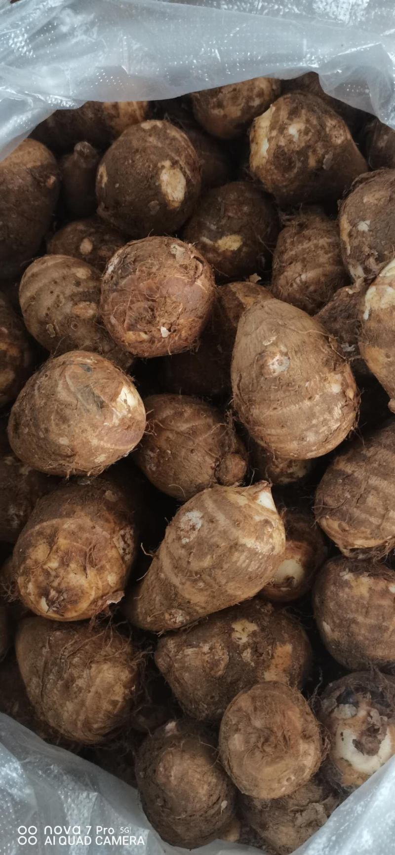 毛芋头,香芋,乌芋大中小精品货