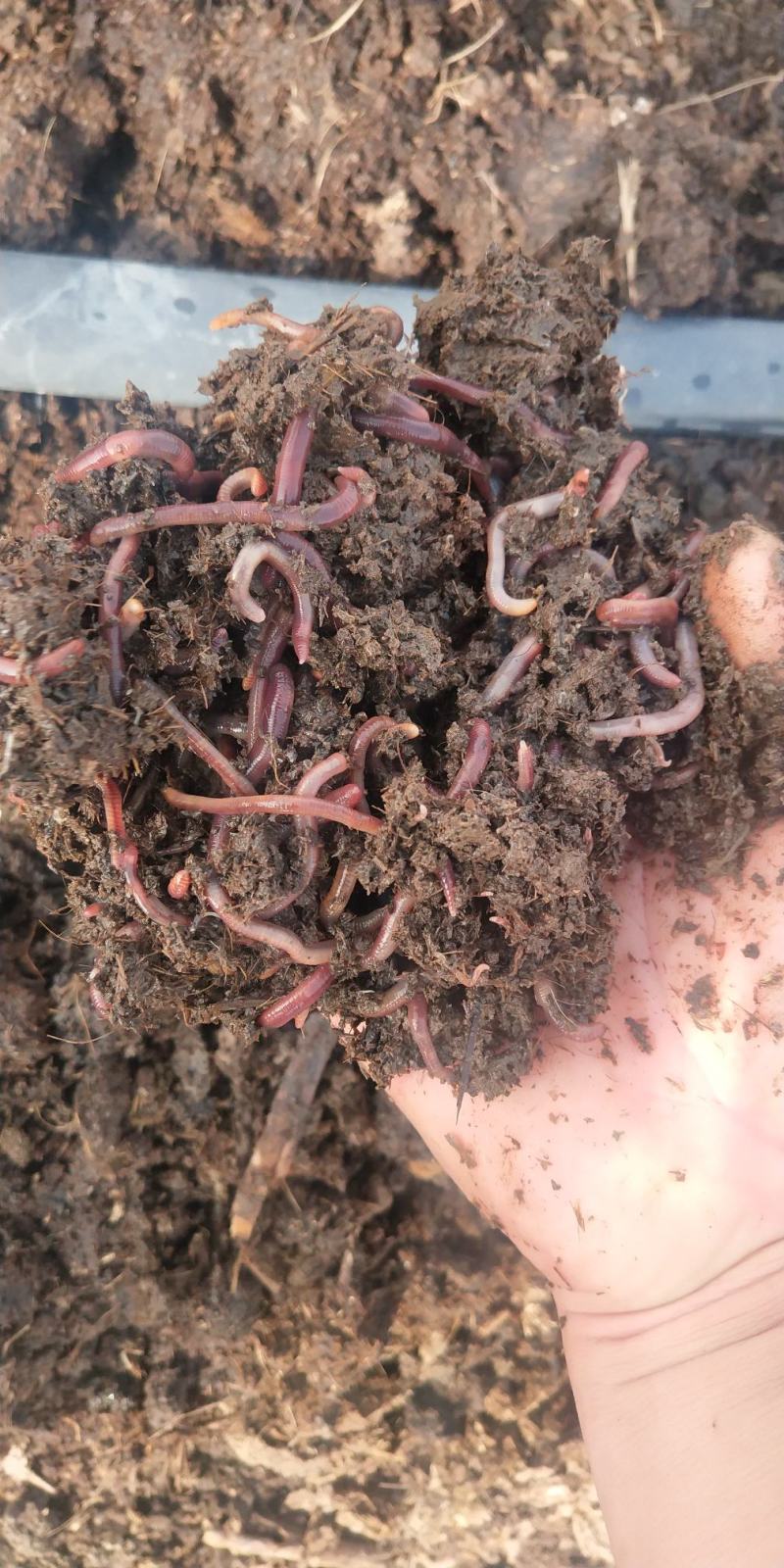 纯牛粪蚯蚓大平二号,现货还有3000斤大号.