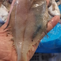 渤海湾刀鱼！大连黄龙尾小海鲜