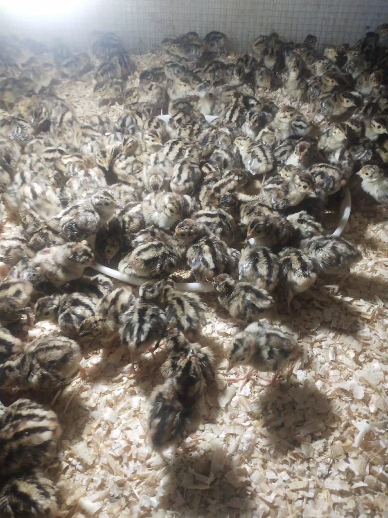 山鸡苗优质山鸡苗出壳苗优质种苗质量保证