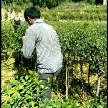 卫毛绿化苗木一手货源量大从优服务周到欢迎选购