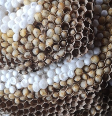 野生马蜂窝小蜜蜂蛹批发