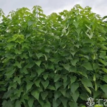 楸树梓树大量供应，，