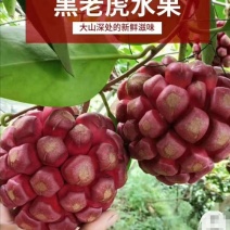 大山深处纯天然布福娜又名黑老虎