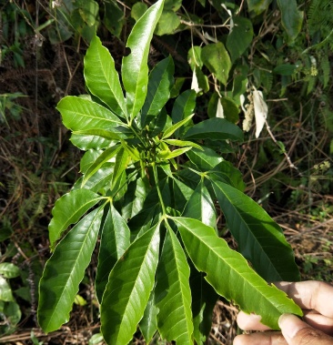 [三叉苦批發]野生三叉苦,三椏苦,三叉苦,三叉虎.枝葉25/斤價格25.