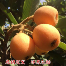 五星枇杷苗，基地直发，货源充足，可实地看货签订合同