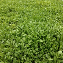 叶菜类豆苗空心菜马兰头