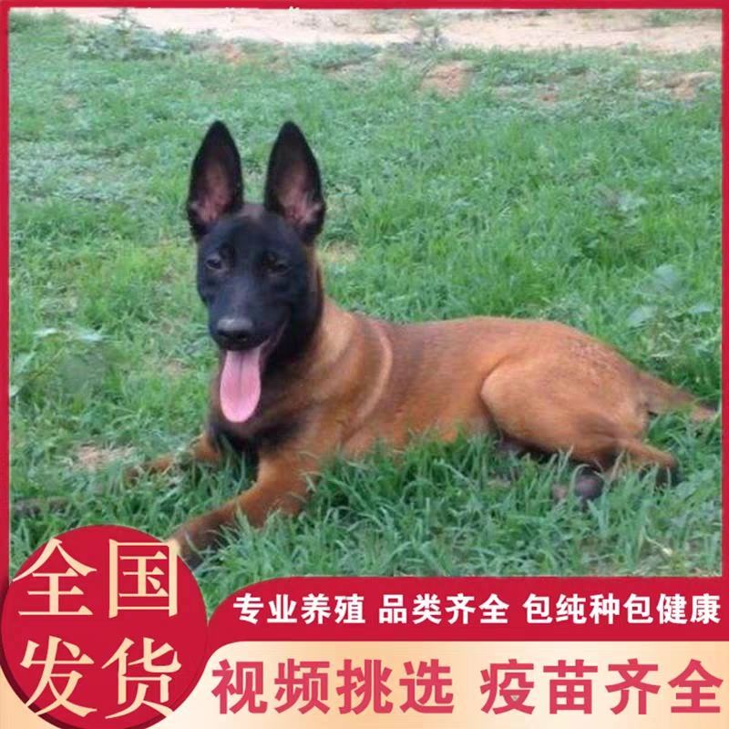 纯种马犬幼犬爆红马犬黑红马犬血统纯正疫苗齐全