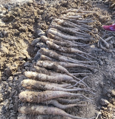 白玉豆苗白玉山药苗小白嘴山药载子山药嘴子