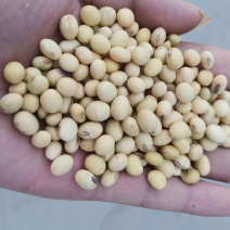 大黄豆，现在量正大，需要的速联系