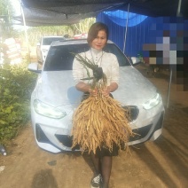 广西红花百部苗，白花百部苗，种子苗，5个薯起，货源充足
