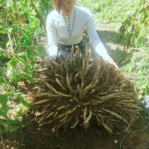 广西红花，白花百部苗，5个薯以上，基地直供，货源充足