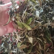 普洱茶月光白茶，一芽两叶