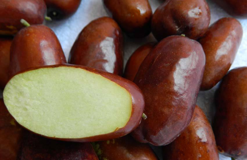 一颗新鲜采摘的长枣,果皮呈浅红褐色,表面光亮无斑点,果形细长微弯,切开后可见乳白色果肉质地紧实,汁水丰富,背景为绿色叶片和枝条,展示其自然生长状态 长枣特写