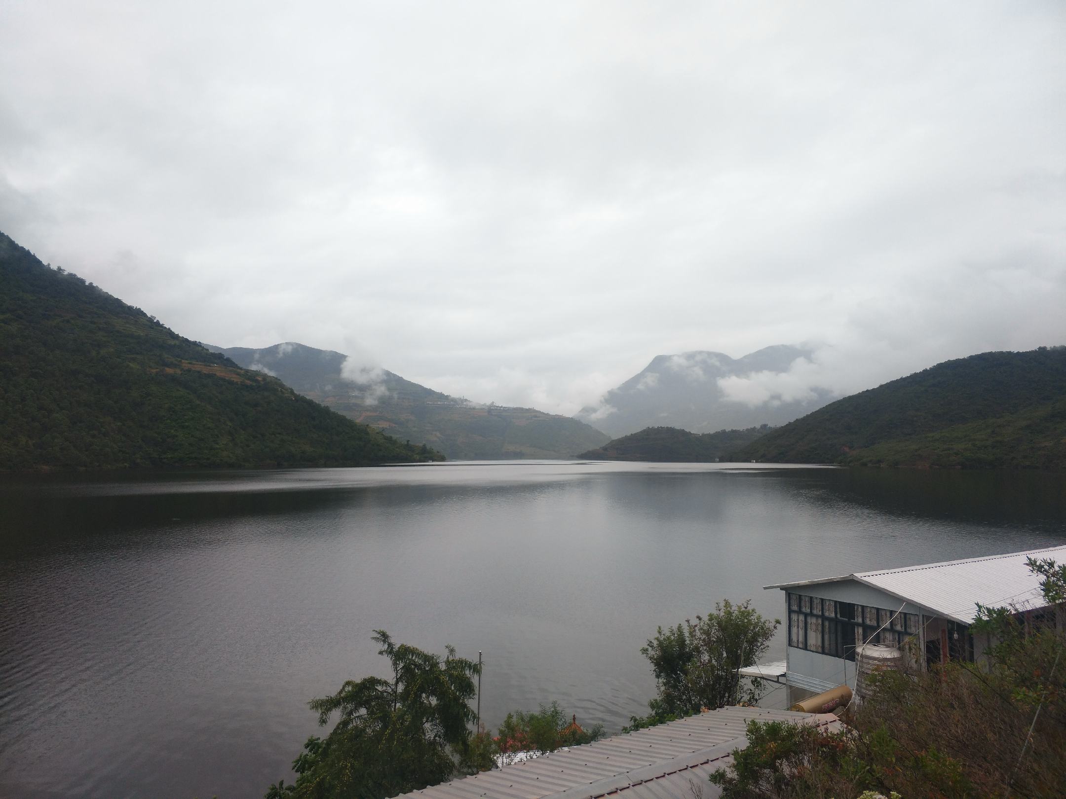 安岳柠檬树与新鲜柠檬叶