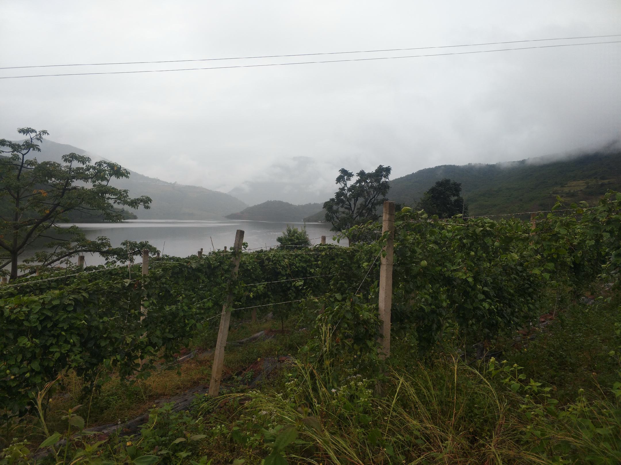 安岳柠檬系列产品展示台