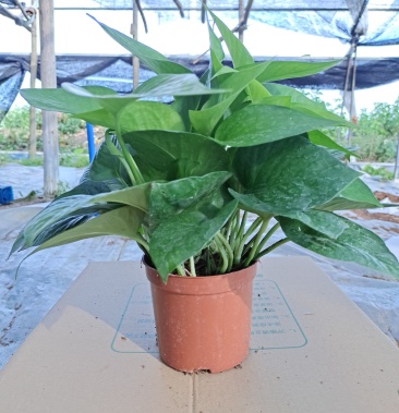 绿萝基地种植,品种齐全,价格优惠.绿萝盆栽水培