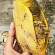 甲鱼60块钱一斤，，，，，，