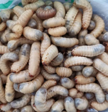 蛴螬活虫天然无公害