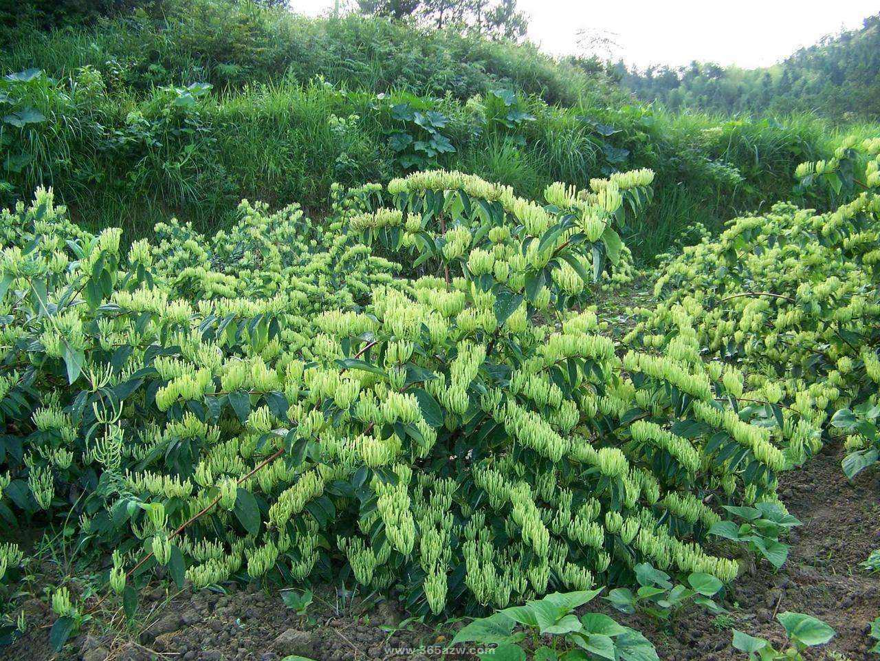 [金银花苗批发]湘蕾王5号嫁接苗,湘蕾王5号金银花苗,金银花苗,质量