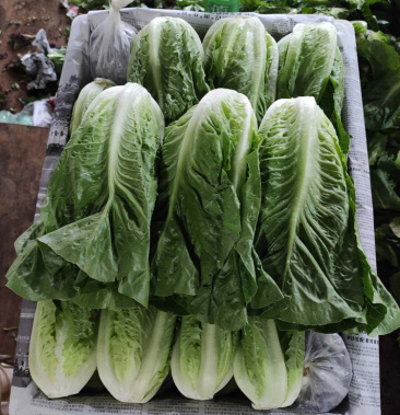 沙拉菜罗马直立生菜罗马生菜罗纹生菜散罗速生大叶