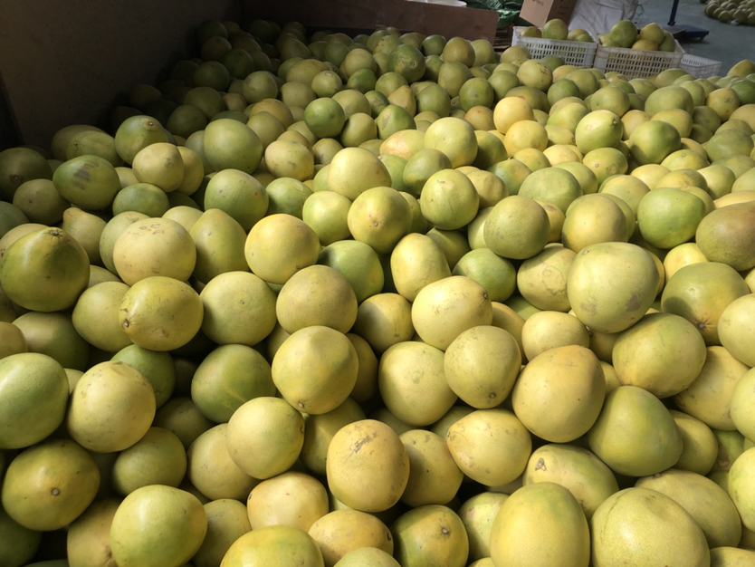 果农在红心蜜柚果园中采摘果实的实景画面,多位身穿防晒衣的农民站在梯子上或地面用手摘下金黄色的柚子,身旁堆放着装满果实的竹筐,背景可见连绵的山地果园,阳光明媚,展现丰收喜悦氛围 红心蜜柚丰收采摘场景