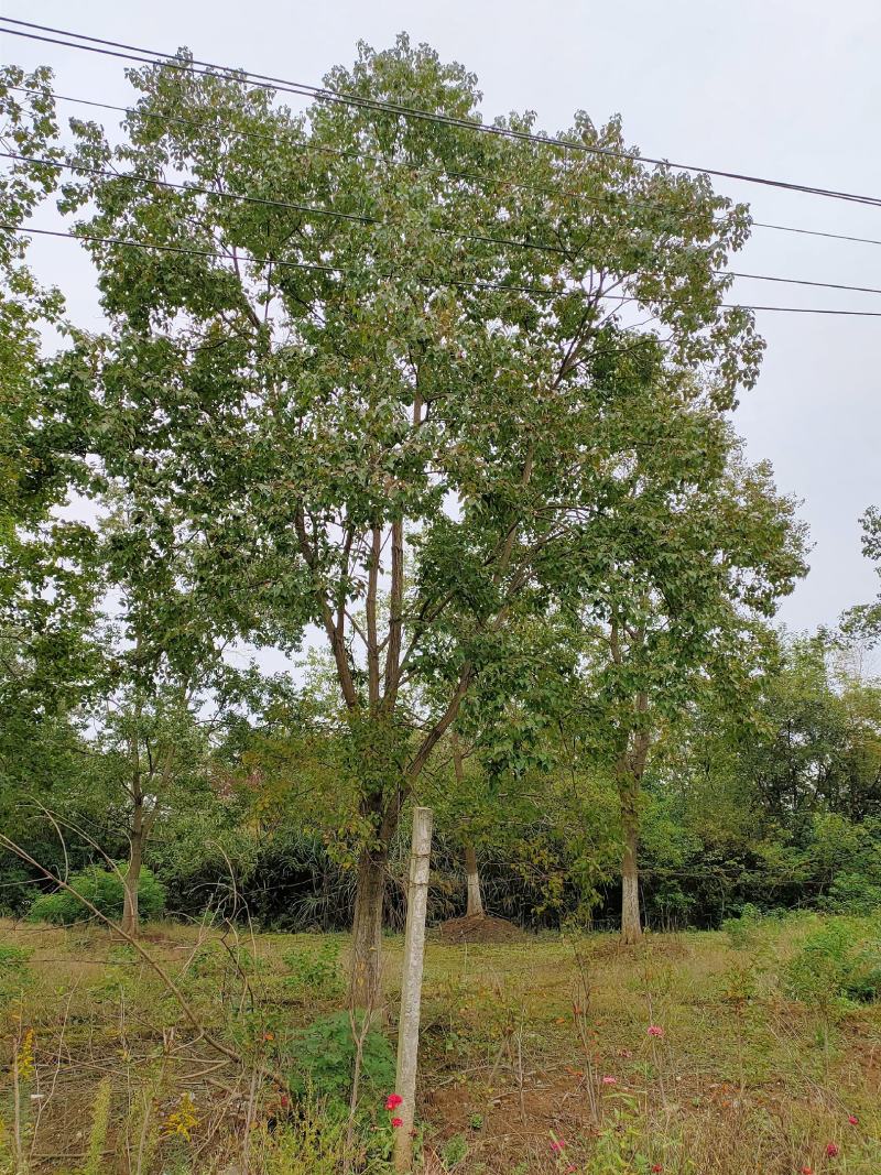 乌桕  各种规格单杆乌桕 丛生乌桕 红榉树,朴树等等
