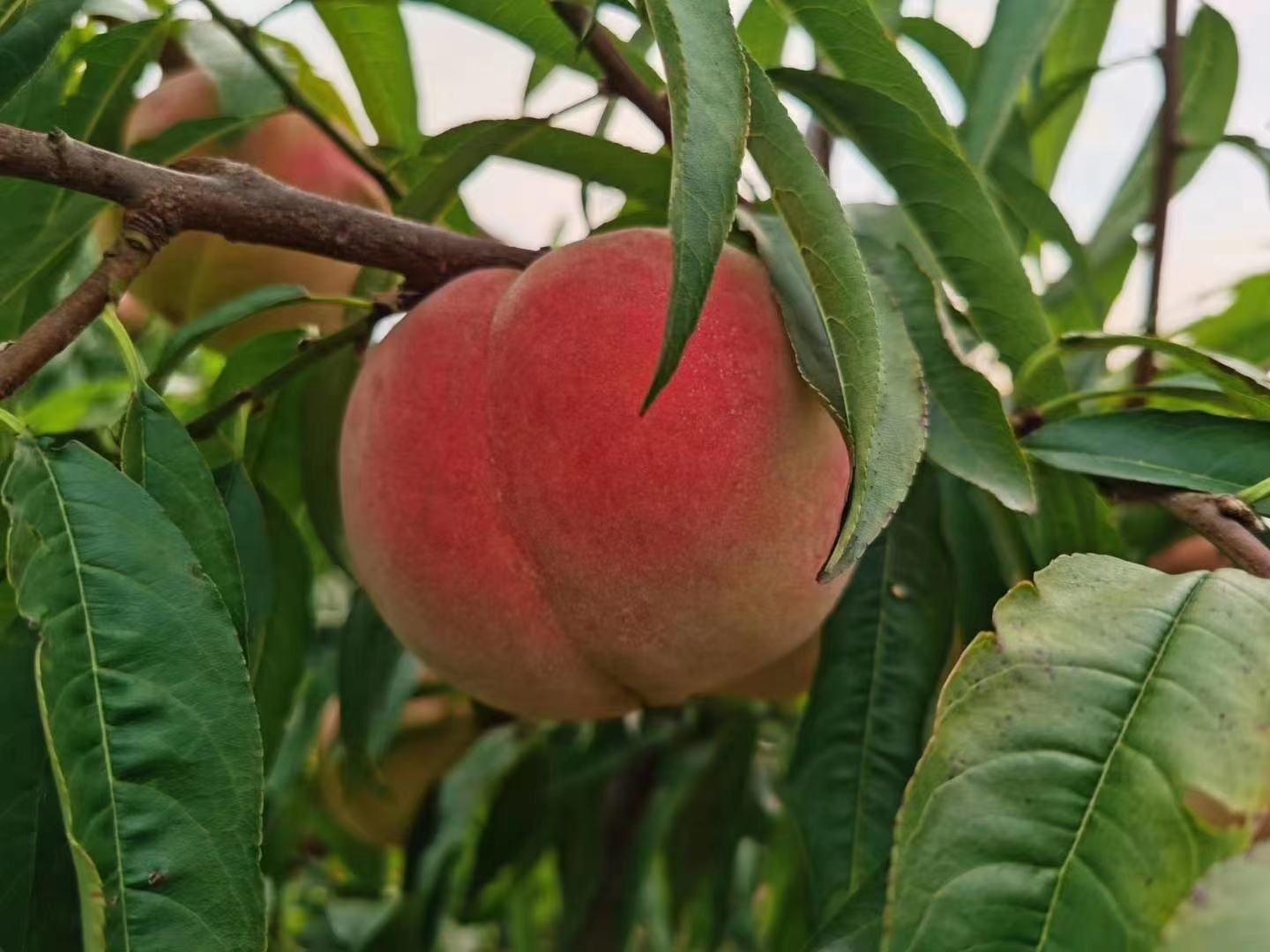 技术人员正在对成年冬桃树进行夏季摘心与拉枝处理,展示如何控制徒长枝、改善通风透光条件,背景可见已套袋的果实串,地面铺设反光膜以促进着色 冬桃夏季修剪现场图
