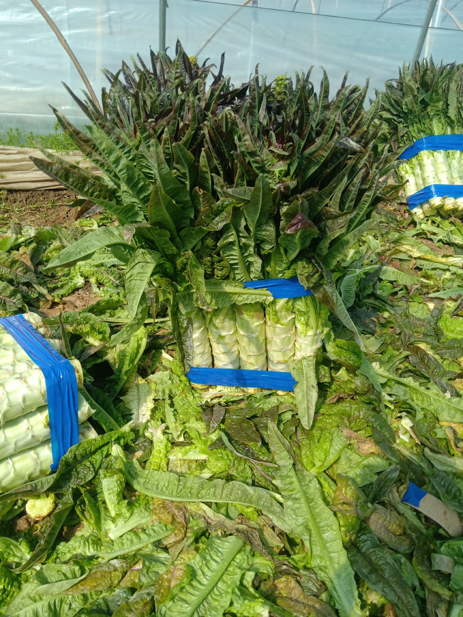 [莴苣批发]安徽宿州埇桥区红叶莴笋大量上市,不空心,不起苔,看货定价