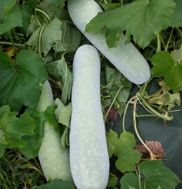 [冬瓜批发]365冬瓜又叫堆堆瓜价格0.30元/斤 - 一亩田