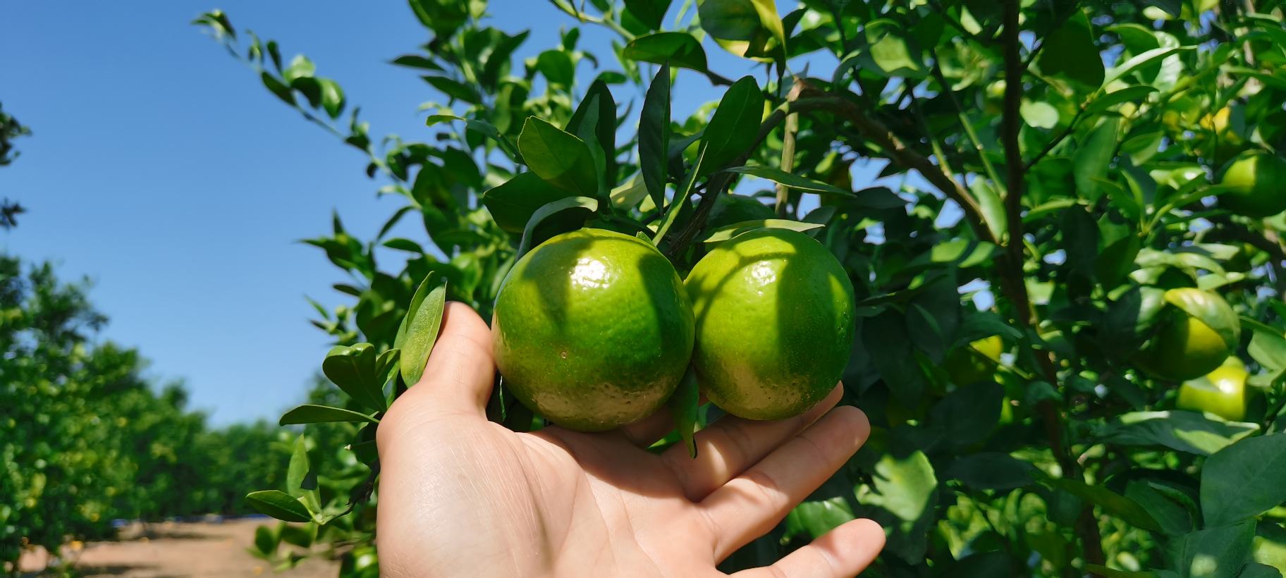 农户在果园采摘皇帝柑场景