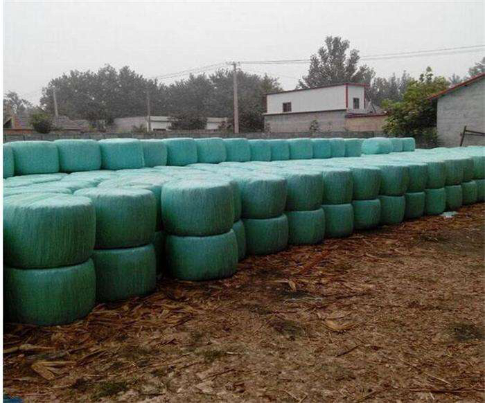 甜地球青提出口包装与运输