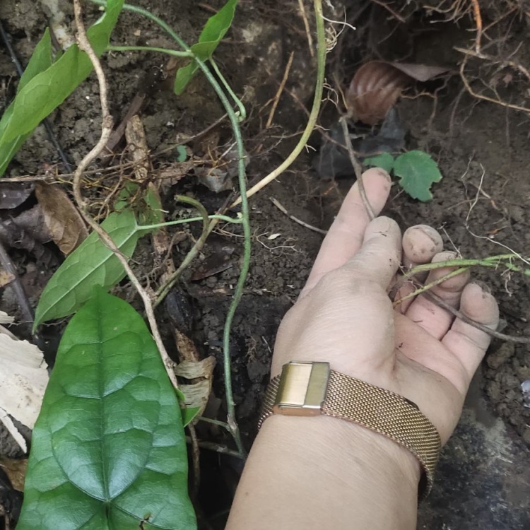 贵州野生地苦胆鲜货