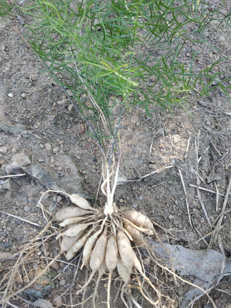 天冬苗良种天冬苗质优价廉欢迎实地考察订购