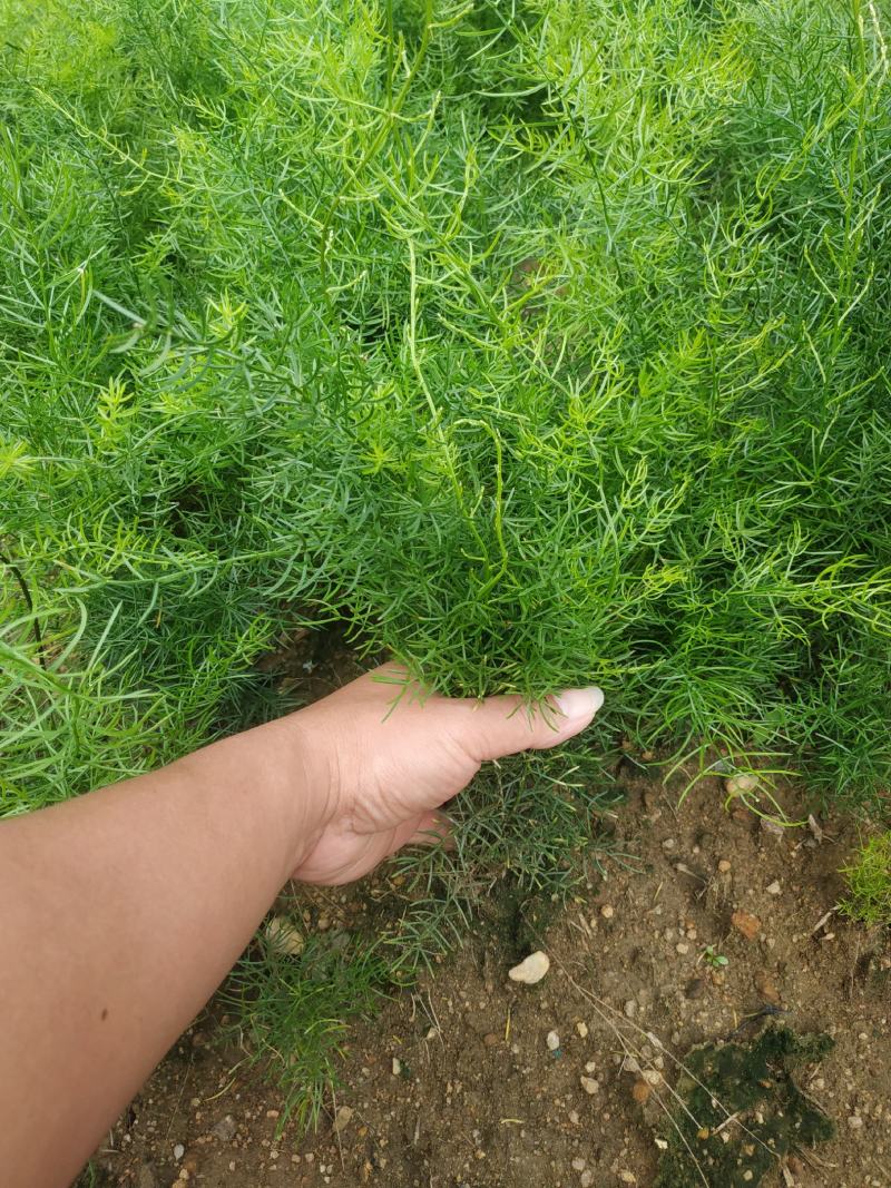 天冬苗良种天冬苗质优价廉欢迎实地考察订购