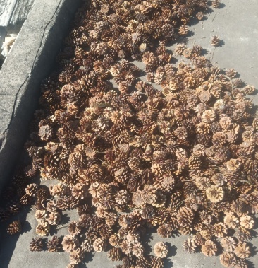 松塔马尾松干货可做工艺品