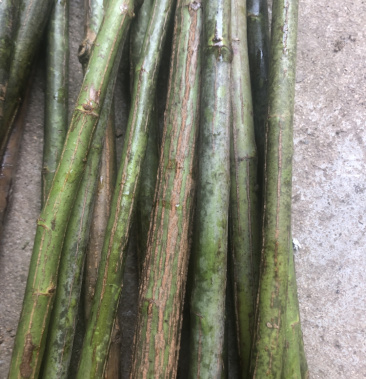 无刺蔷薇杆子嫁接月季专用现在扦插嫁接春天看花