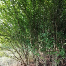 丛生木槿5-10分支自己苗圃产地直销没有中间环节160棵